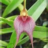ORCHIDEES DU FENOUILLEDES