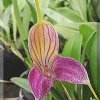 ORCHIDEES DU FENOUILLEDES