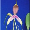 ORCHIDEES DU FENOUILLEDES