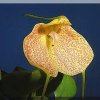 ORCHIDEES DU FENOUILLEDES