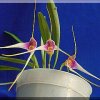 ORCHIDEES DU FENOUILLEDES