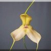 ORCHIDEES DU FENOUILLEDES
