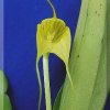 ORCHIDEES DU FENOUILLEDES