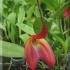 ORCHIDEES DU FENOUILLEDES