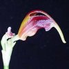 ORCHIDEES DU FENOUILLEDES