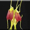 ORCHIDEES DU FENOUILLEDES
