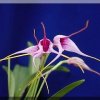 ORCHIDEES DU FENOUILLEDES