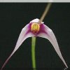 ORCHIDEES DU FENOUILLEDES
