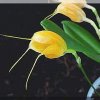 ORCHIDEES DU FENOUILLEDES