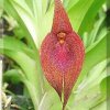 ORCHIDEES DU FENOUILLEDES