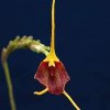 ORCHIDEES DU FENOUILLEDES