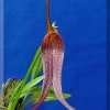 ORCHIDEES DU FENOUILLEDES