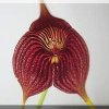 ORCHIDEES DU FENOUILLEDES