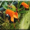 ORCHIDEES DU FENOUILLEDES