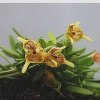 ORCHIDEES DU FENOUILLEDES