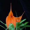 ORCHIDEES DU FENOUILLEDES