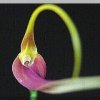 ORCHIDEES DU FENOUILLEDES