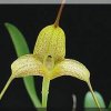 ORCHIDEES DU FENOUILLEDES
