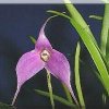 ORCHIDEES DU FENOUILLEDES