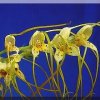 ORCHIDEES DU FENOUILLEDES
