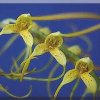 ORCHIDEES DU FENOUILLEDES