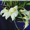 ORCHIDEES DU FENOUILLEDES