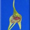 ORCHIDEES DU FENOUILLEDES