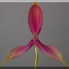 ORCHIDEES DU FENOUILLEDES