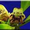 ORCHIDEES DU FENOUILLEDES