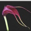 ORCHIDEES DU FENOUILLEDES