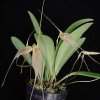 ORCHIDEES DU FENOUILLEDES