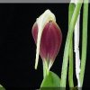 ORCHIDEES DU FENOUILLEDES