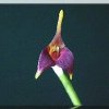 ORCHIDEES DU FENOUILLEDES