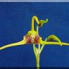 ORCHIDEES DU FENOUILLEDES