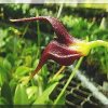 ORCHIDEES DU FENOUILLEDES