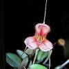 ORCHIDEES DU FENOUILLEDES