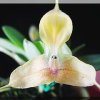 ORCHIDEES DU FENOUILLEDES