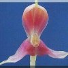 ORCHIDEES DU FENOUILLEDES