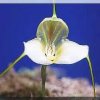 ORCHIDEES DU FENOUILLEDES