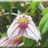 ORCHIDEES DU FENOUILLEDES