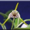 ORCHIDEES DU FENOUILLEDES