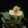 ORCHIDEES DU FENOUILLEDES