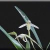 ORCHIDEES DU FENOUILLEDES