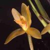 ORCHIDEES DU FENOUILLEDES