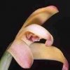 ORCHIDEES DU FENOUILLEDES