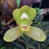 ORCHIDEES DU FENOUILLEDES