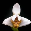 ORCHIDEES DU FENOUILLEDES
