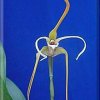 ORCHIDEES DU FENOUILLEDES