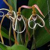 ORCHIDEES DU FENOUILLEDES