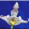 ORCHIDEES DU FENOUILLEDES